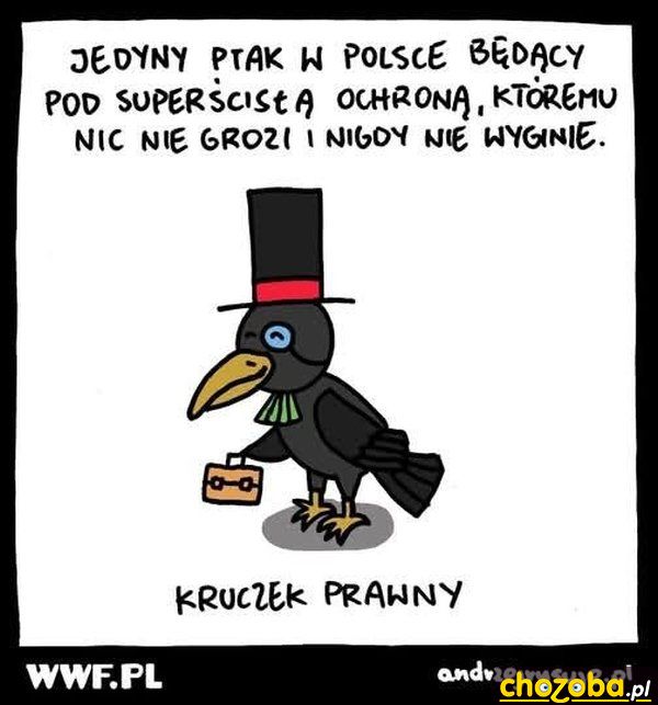 Kruczek prawny