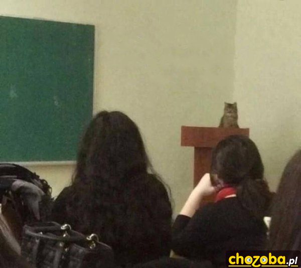 Na wykładzie u kota