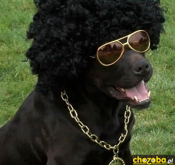 Pies z afro