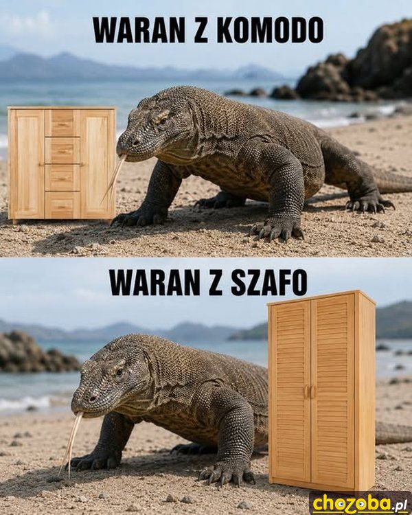 Waran z Komodo
