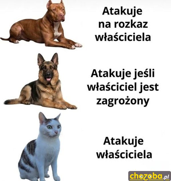 Pies i kot