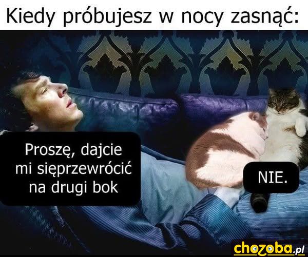 Spanie z kotami