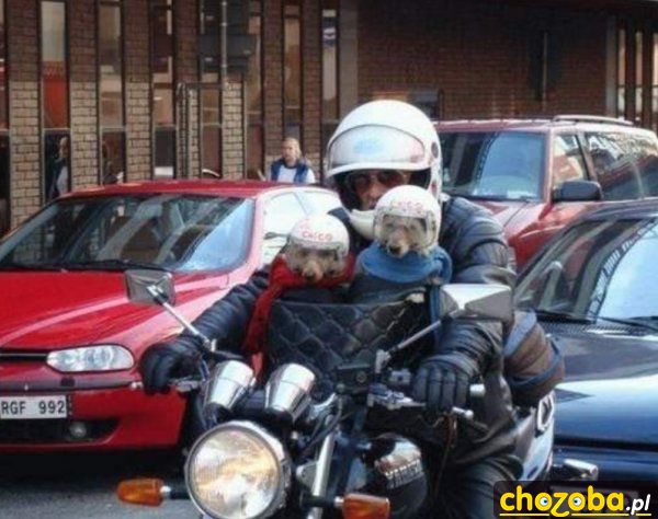Z psami na motorze