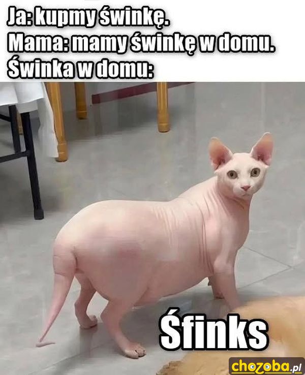 Śfinks