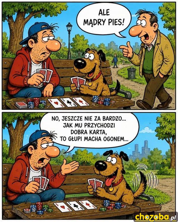 Mądry pies