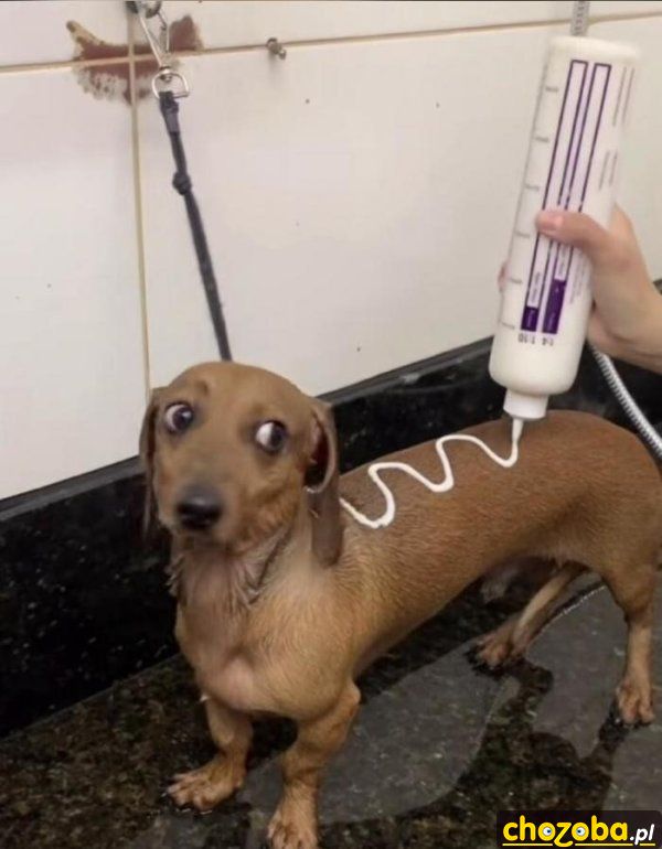 Hot-Dog