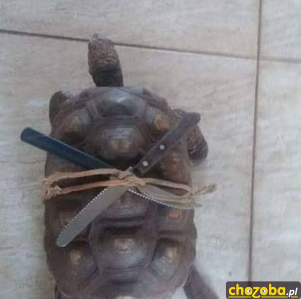 Żółw ninja