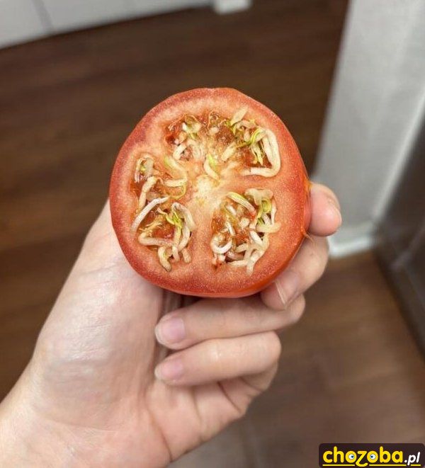Dojrzały pomidor