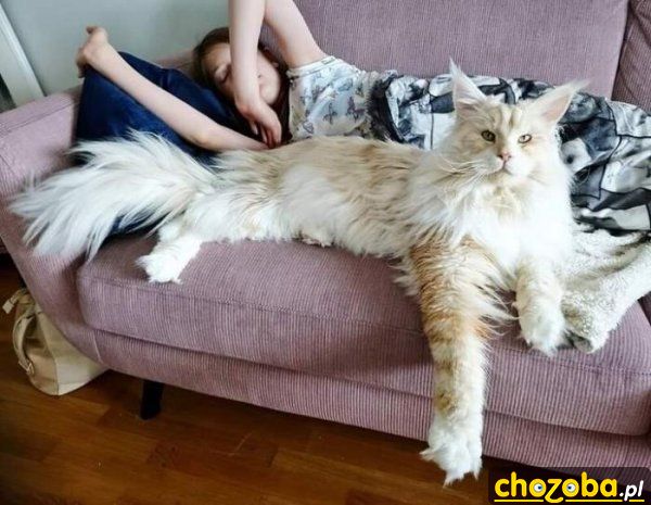 Koteczek