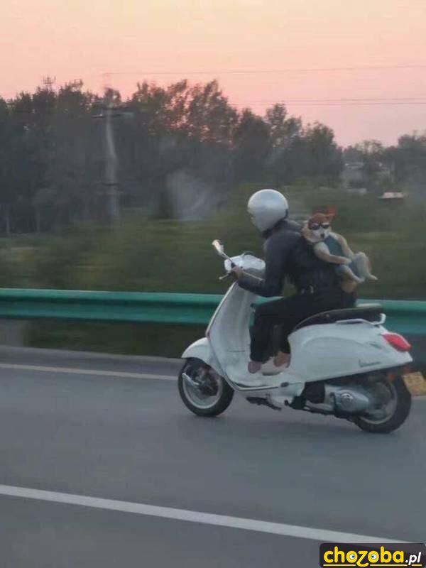 Z psem na skuterze