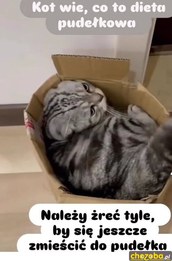 Dieta pudełkowa