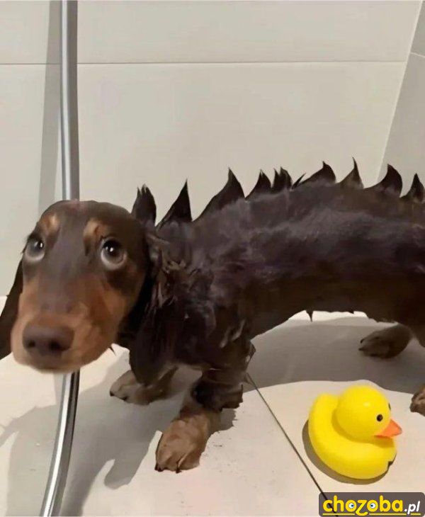 Mały dino
