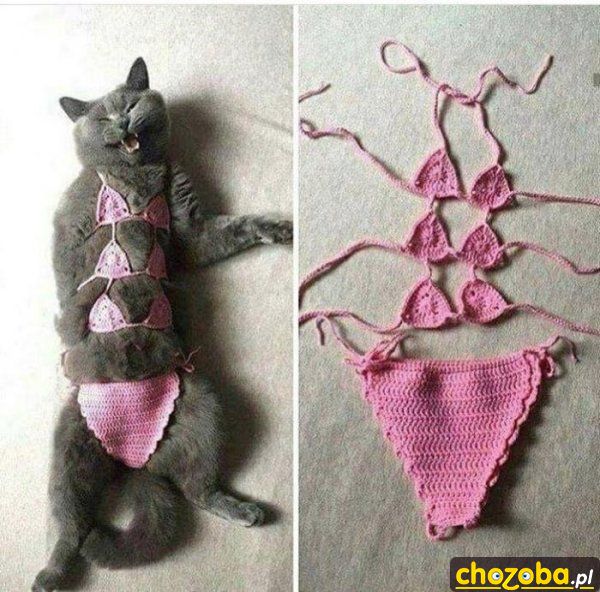 Bikini dla kota