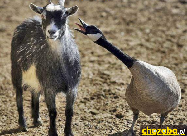 Ochrzan