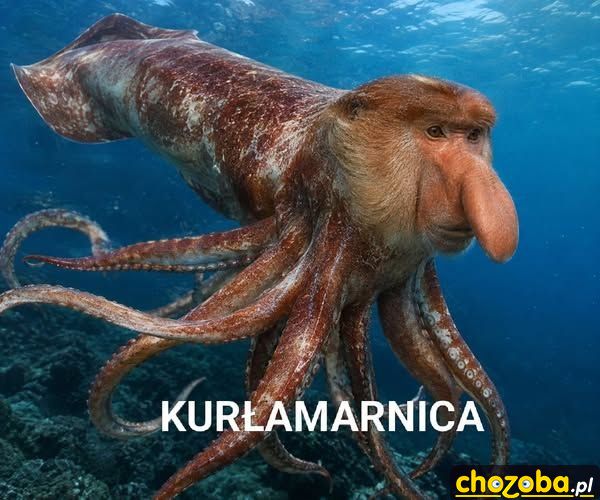 Kurłamarnica