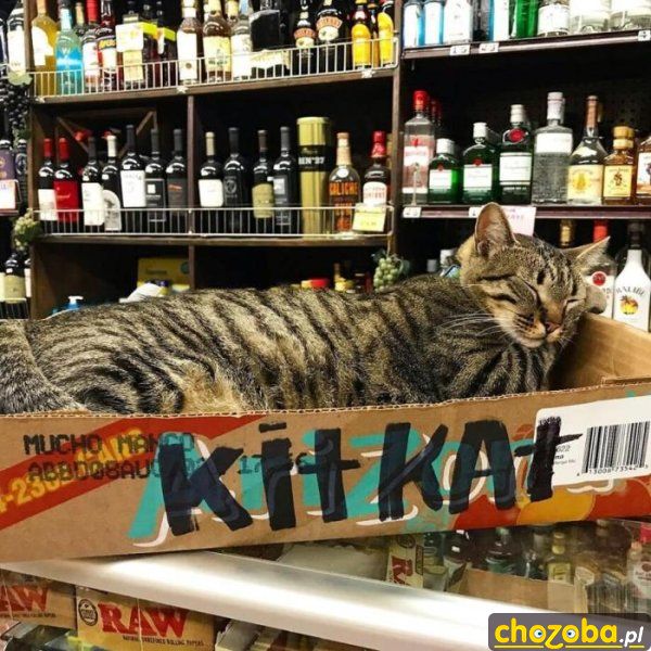 Kitkat