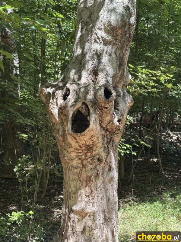 Drzewo z gębą