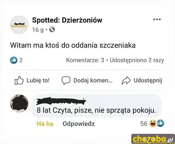 Szczeniak do oddania