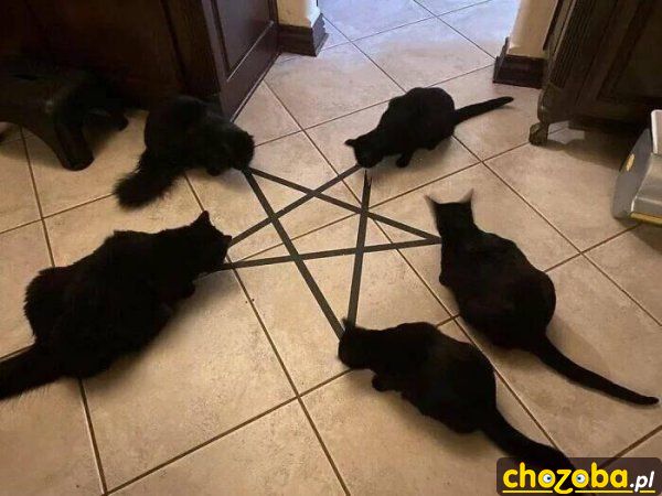 Koci pentagram