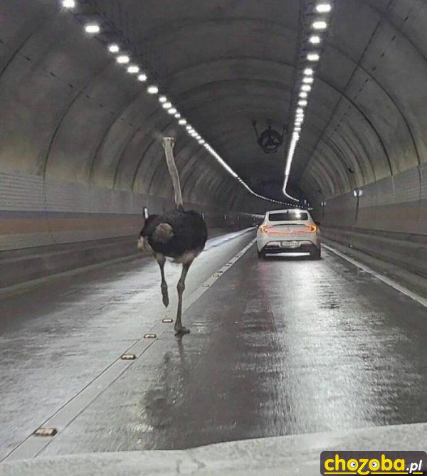 Struś w tunelu