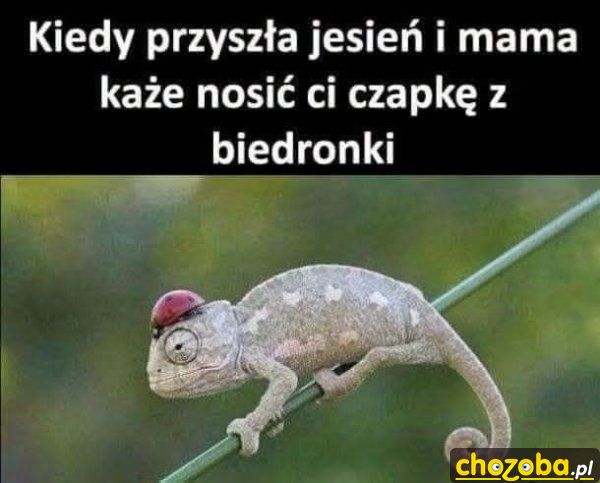 Czapka z biedronki