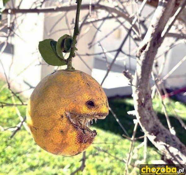 Stara pomarańcza