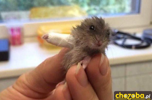 chomik-z-lapka-w-gipsie