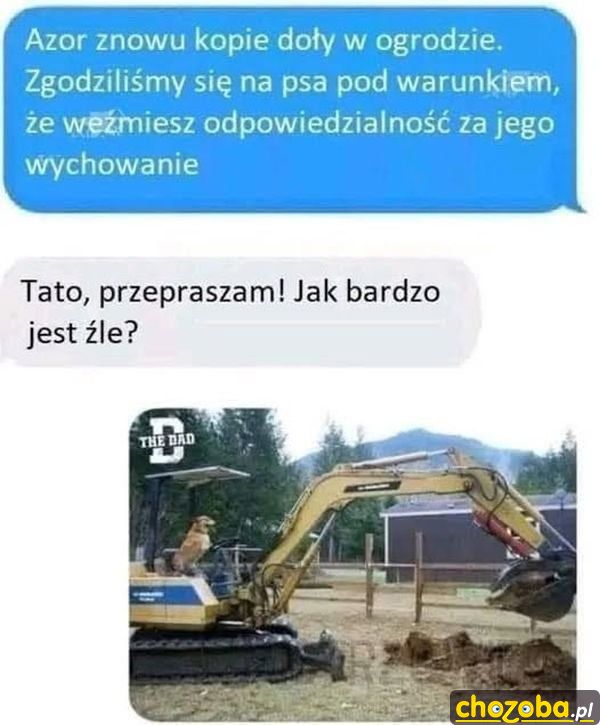Azor kopie w ogródku