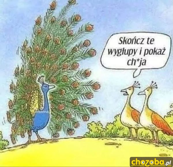 Pawie